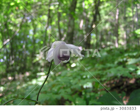 レンゲショウマ レンゲショウマ 3083833