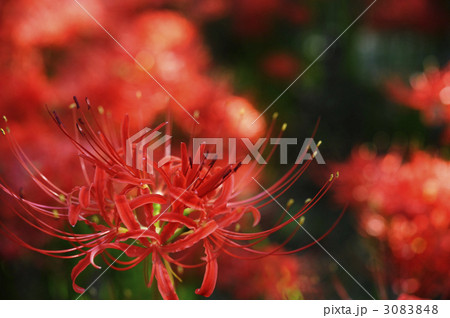 曼珠沙華 3083848