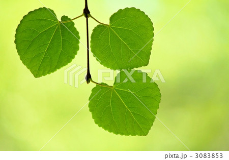 ハート形の3枚の葉　 3083853