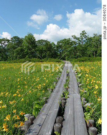 尾瀬国立公園　尾瀬ヶ原に咲くニッコウキスゲ 3084078