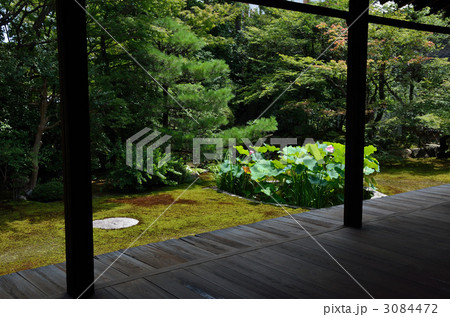 本法寺の縁側と蓮庭 本法寺の縁側と蓮庭 3084472