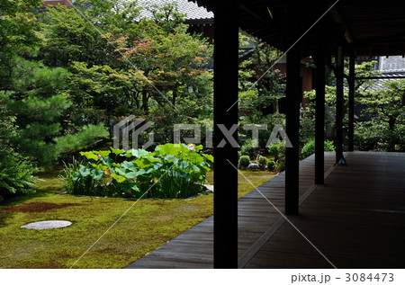 本法寺の縁側と蓮庭 本法寺の縁側と蓮庭 3084473