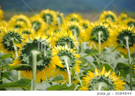 ひまわり 3084644
