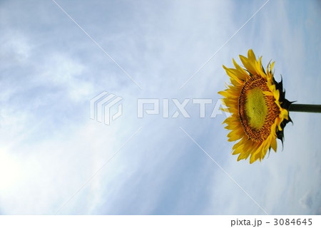 ひまわり ひまわり 3084645