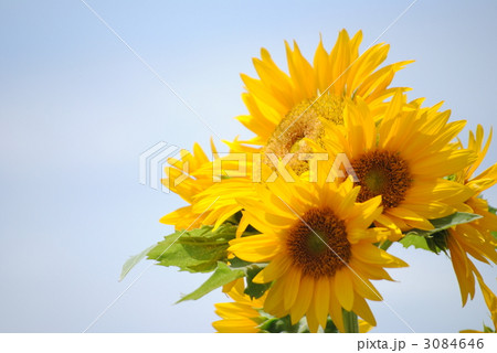 ひまわり 3084646