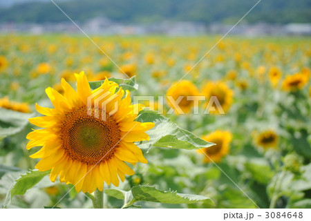 ひまわり 3084648