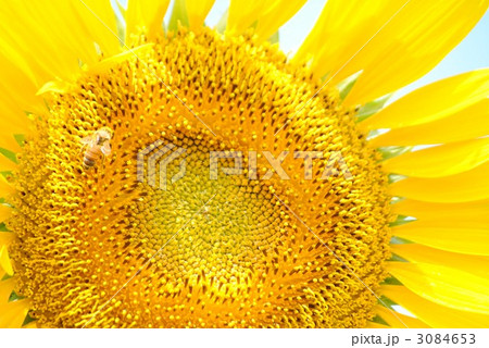 ひまわり ひまわり 3084653