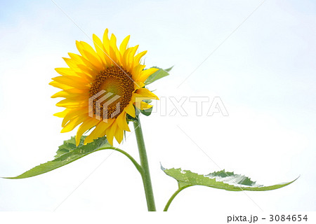 ひまわり ひまわり 3084654