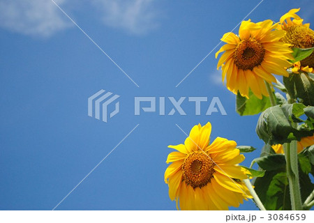 ひまわり ひまわり 3084659