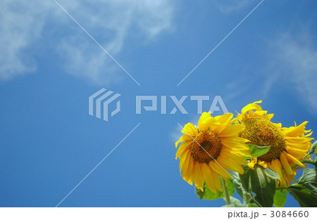 ひまわり ひまわり 3084660
