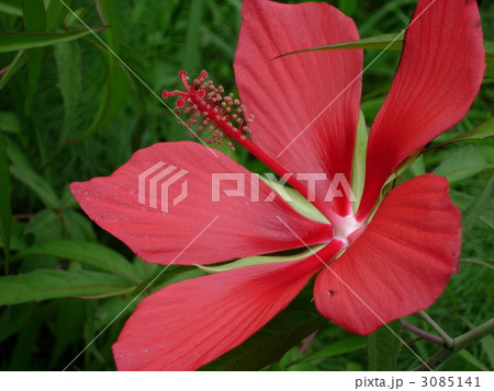 もみじあおい 赤い花 夏の花の写真素材