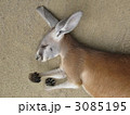 カンガルーの寝顔 3085195