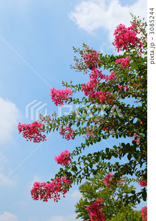 ピンク色のサルスベリの花と青空  3085244