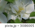 クレマチス 3086005