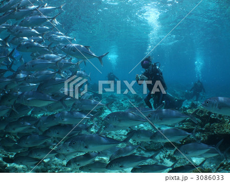 ギンガメアジ　アジ玉　ダイビング　ダイバー 3086033