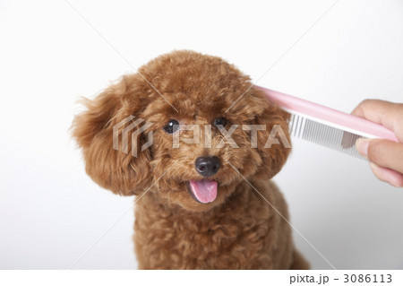 トイプードルのブラッシング 3086113