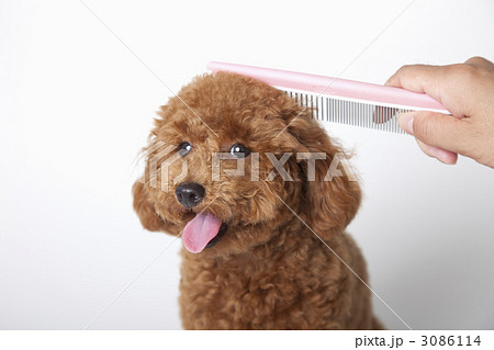 トイプードルのブラッシング トイプードルのブラッシング 3086114