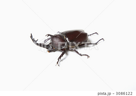 カブトムシ カブトムシ 3086122
