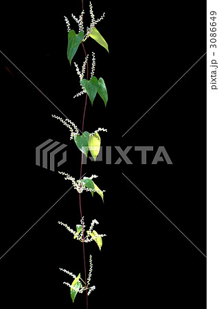 ヤマノイモ 3086649