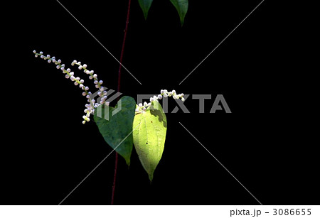 ヤマノイモ 3086655