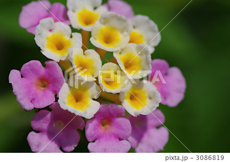 ランタナ ランタナ 3086819