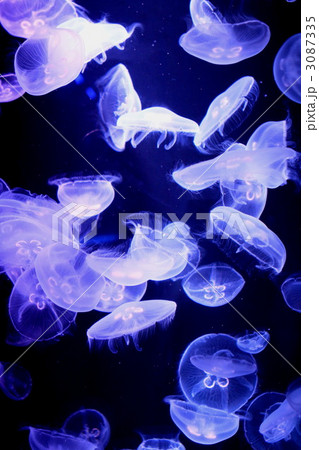 水海月 水海月 3087335
