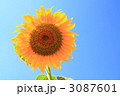ひまわり１ 3087601