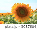 ひまわり３ 3087604