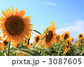 ひまわりライン 3087605
