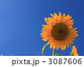 蒼穹のひまわり 3087606