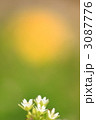 ハコベ 3087776