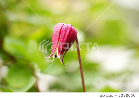 レテキュラーレッド レテキュラーレッド 3088050