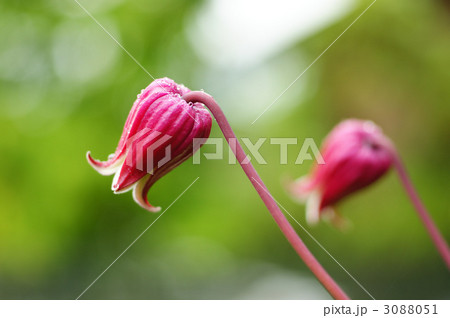 レテキュラーレッド 3088051