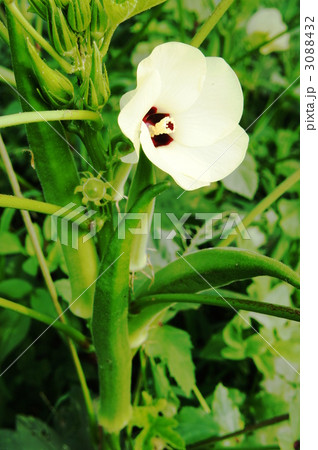 オクラの花 3088432