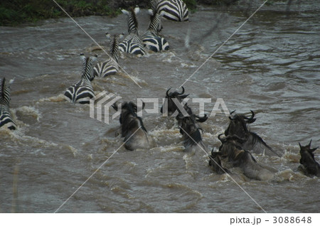 ヌーとシマウマの川渡り 3088648