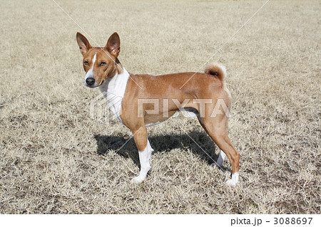 バセンジー 中型犬 犬の写真素材