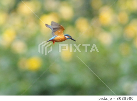 カワセミのホバリング 3088980