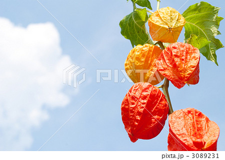 お盆 お盆 3089231