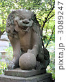 高幡不動の狛犬 3089247