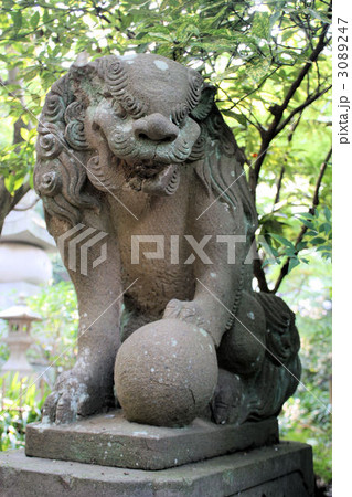高幡不動の狛犬 3089247