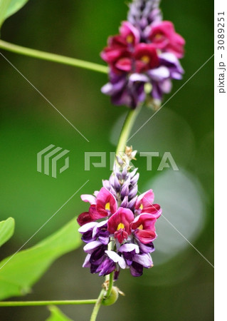 葛の花 3089251