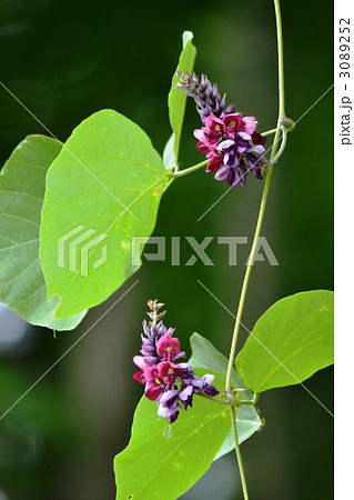 葛の花 3089252