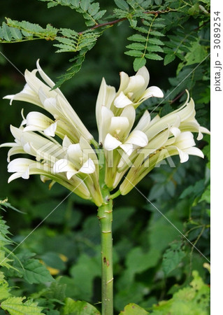 ウバユリ 3089254