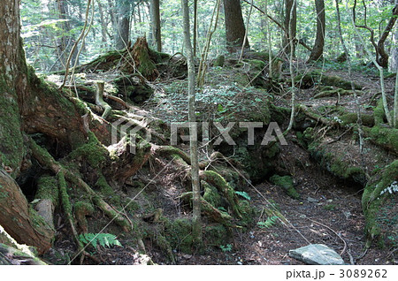 青木ヶ原樹海 3089262