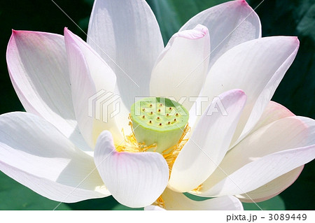 緑の花托の蓮の花「漢蓮」 3089449