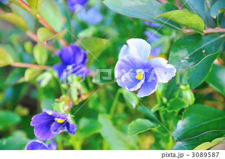 すみれ すみれ 3089587