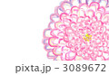 Flower -ピンクのレース- 3089672