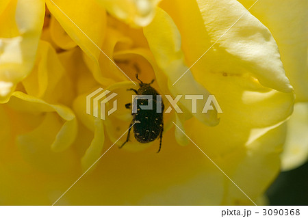 黄色い薔薇の花粉を集める小さなコガネムシ 3090368