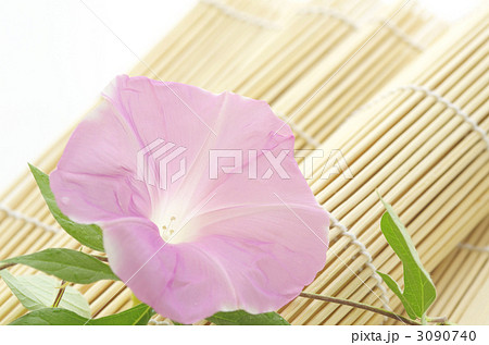 桃色の朝顔 3090740