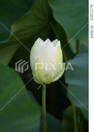綻ぶ白い蓮の花 3091279